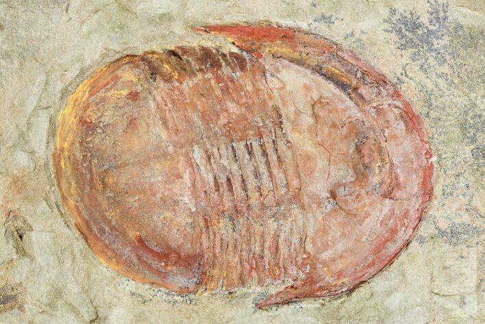 Red, Ordovician Asaphellus Trilobite - Morocco #120729